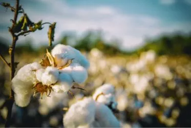 fleur de coton institut mode durable @Canva